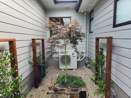 Japanese Maple - Weeping (Acer Tamukeyama)