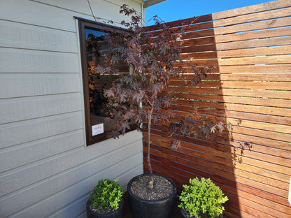 Japanese Maple - Acer 'Red Emperor'