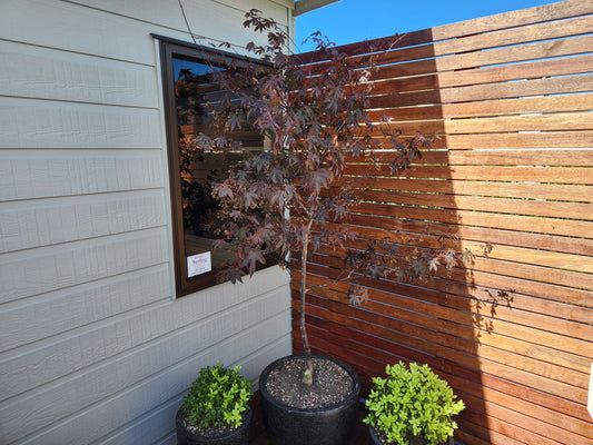 Japanese Maple - Acer 'Red Emperor'