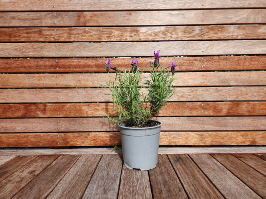 Lavender Bee Brilliant