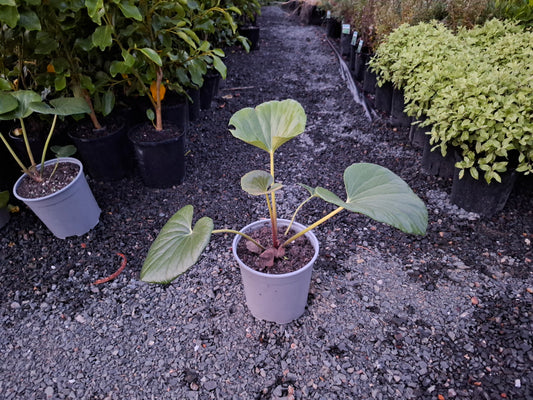 Ligularia reniformis (Tractor Seat Plant)