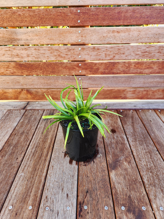 Liriope Munroes White