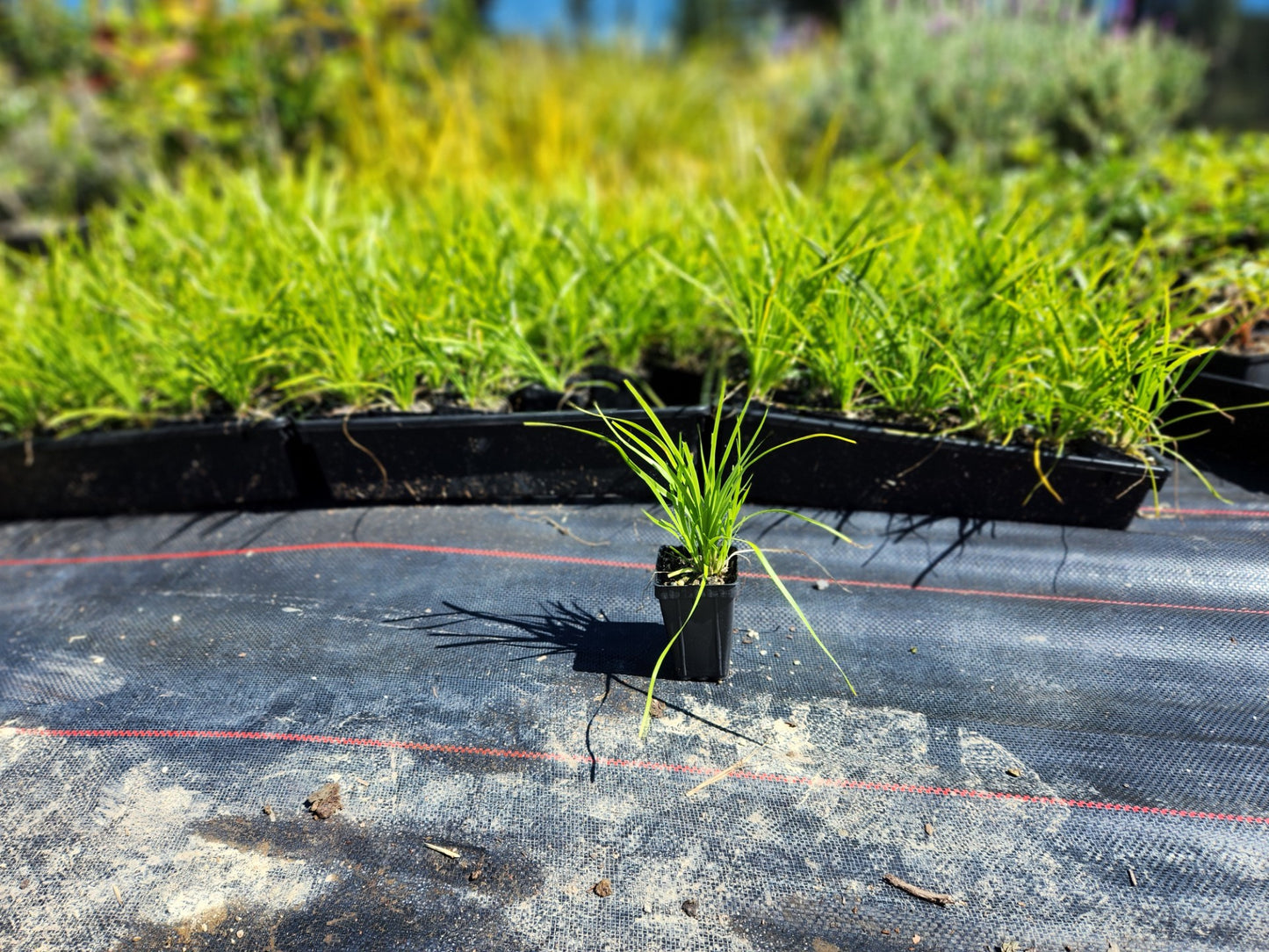 Lomandra Lime Tuff Grass