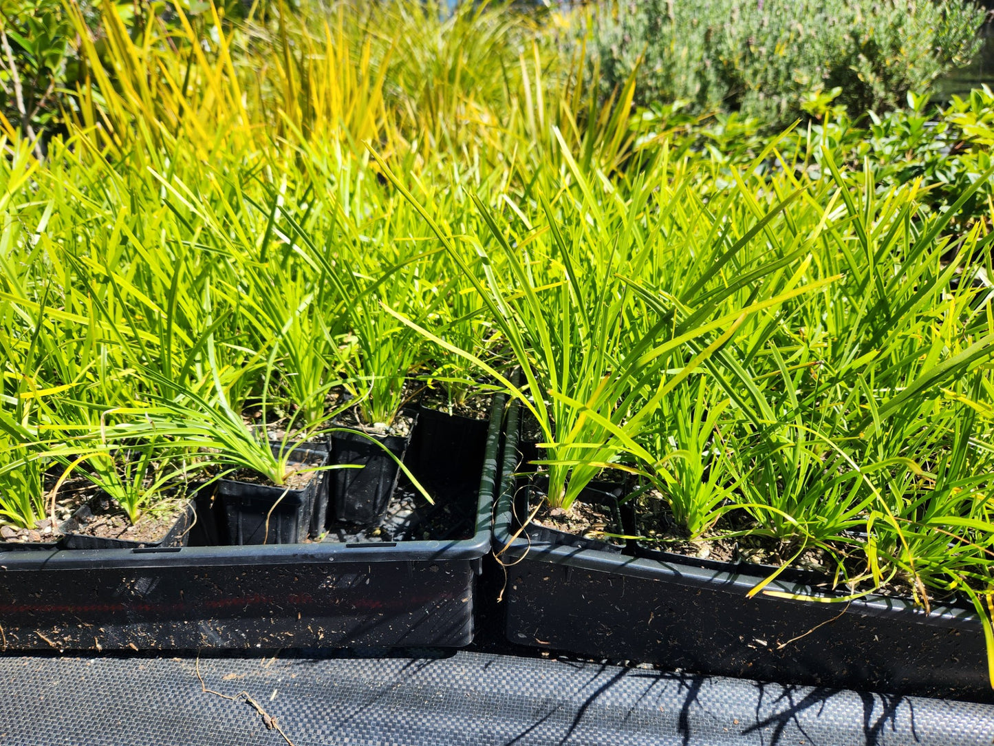 Lomandra Lime Tuff Grass