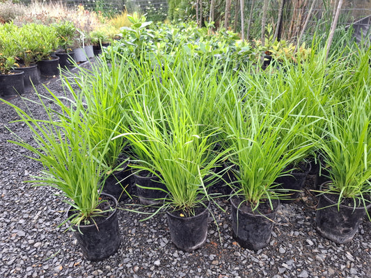 Lomandra Lime Tuff Grass