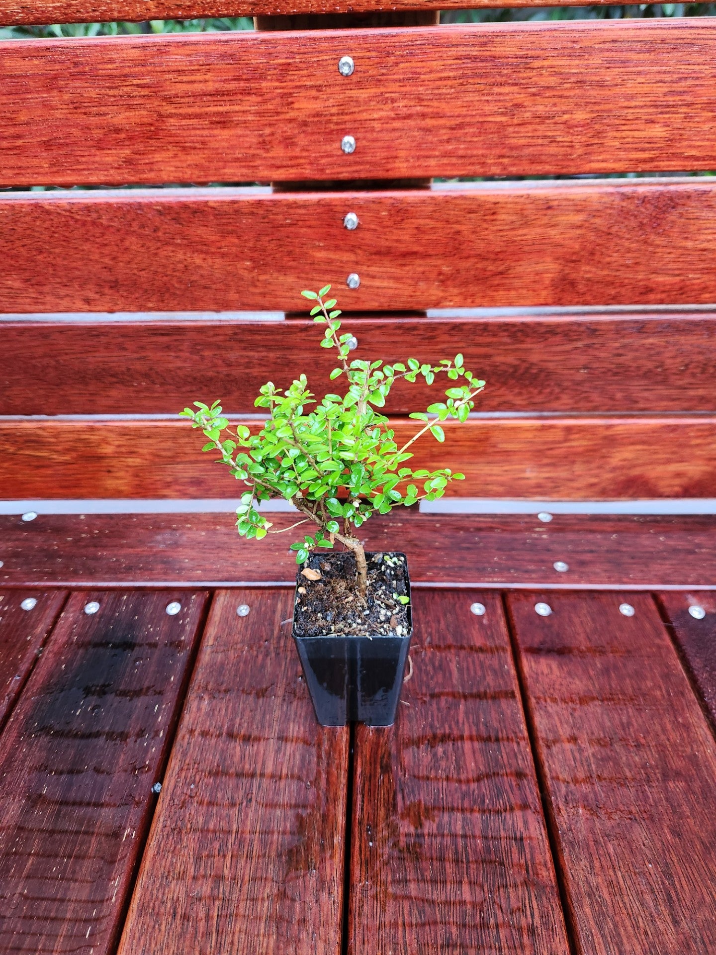 Lonicera Nitida