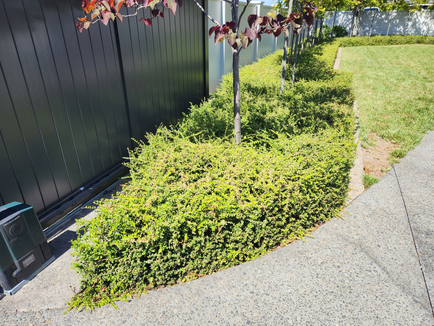 Lonicera Nitida