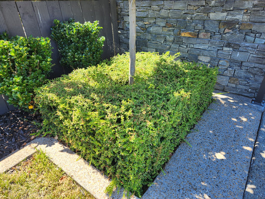 Lonicera Nitida