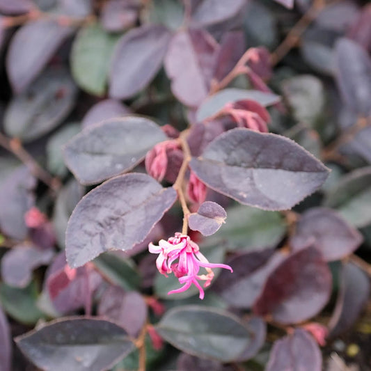 Loropetalum Plum Gorgeous (Chinese Fringe Flower)
