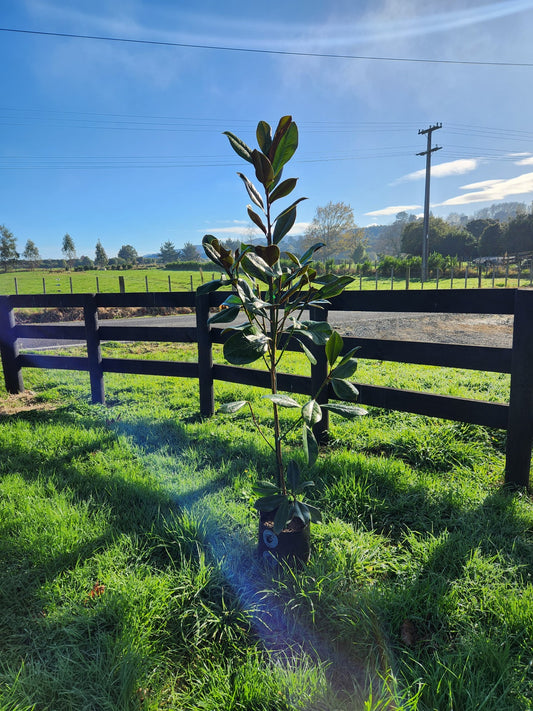 Magnolia Grandiflora Blanchard