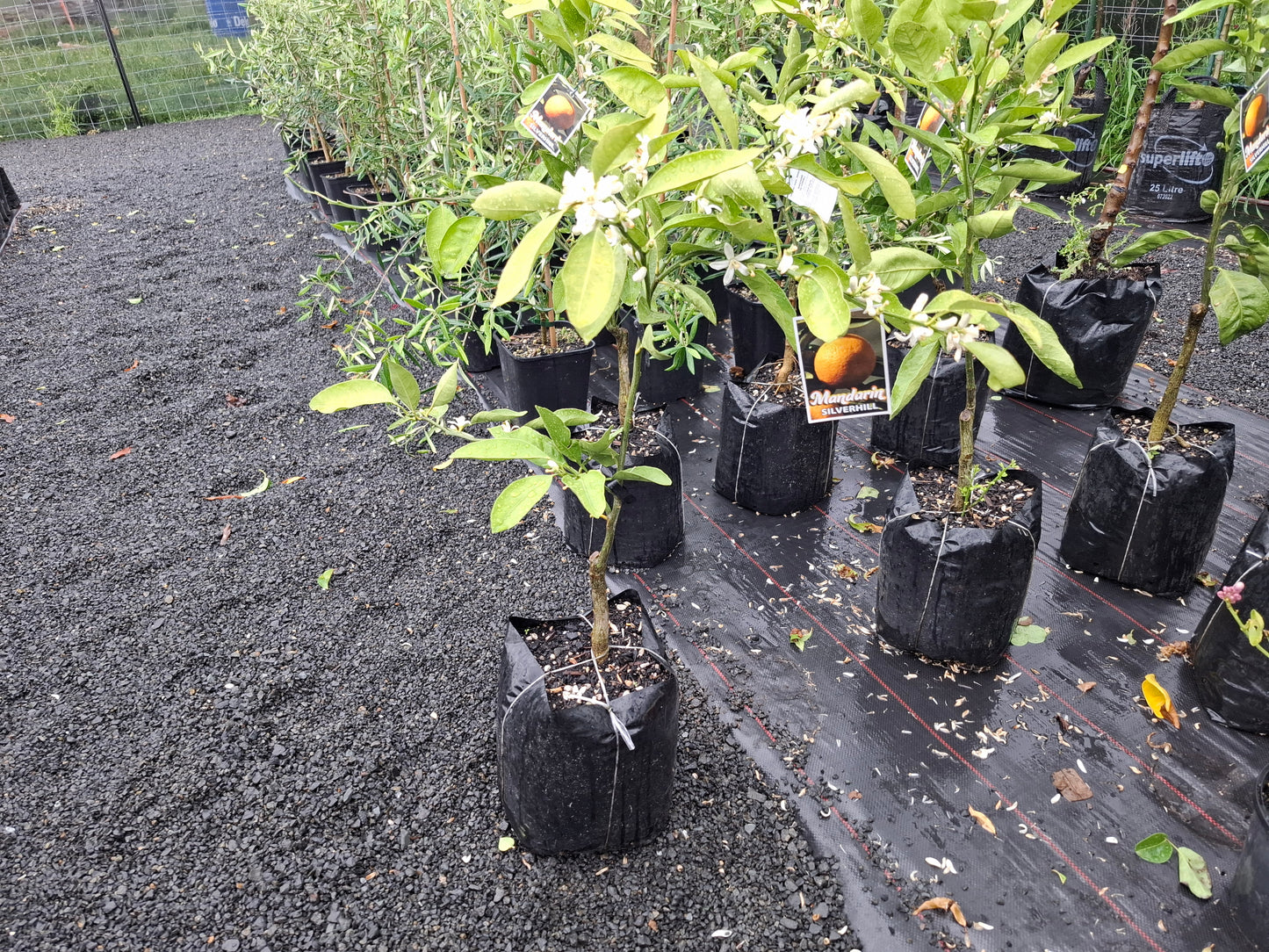 Mandarin Silverhill (Satsuma)