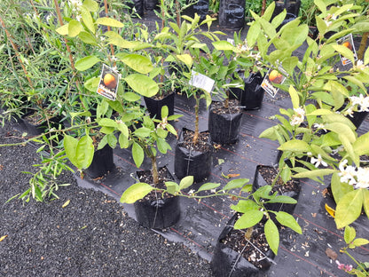 Mandarin Silverhill (Satsuma)