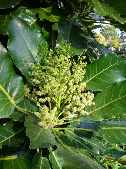Meryta sinclairii (NZ Native Puka)