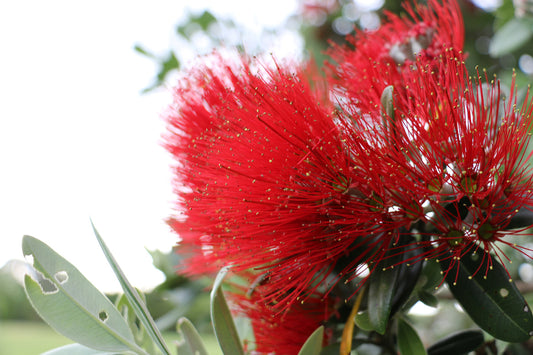 Pōhutukawa ‘Vibrance’