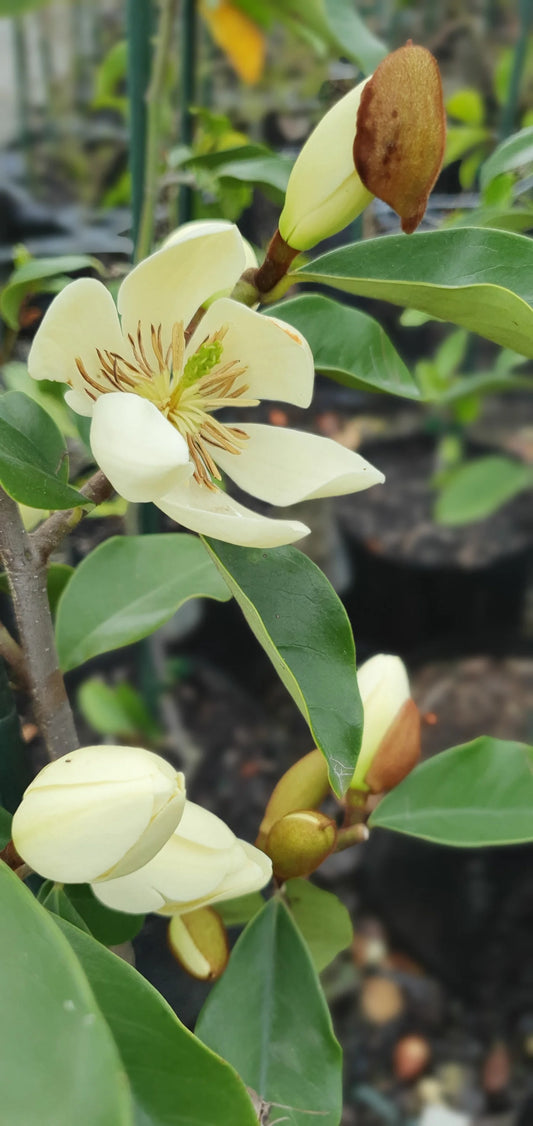 Michelia (Magnolia) ‘Princess Cinderella’