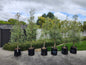 Olive El Greco (Olea europaea)