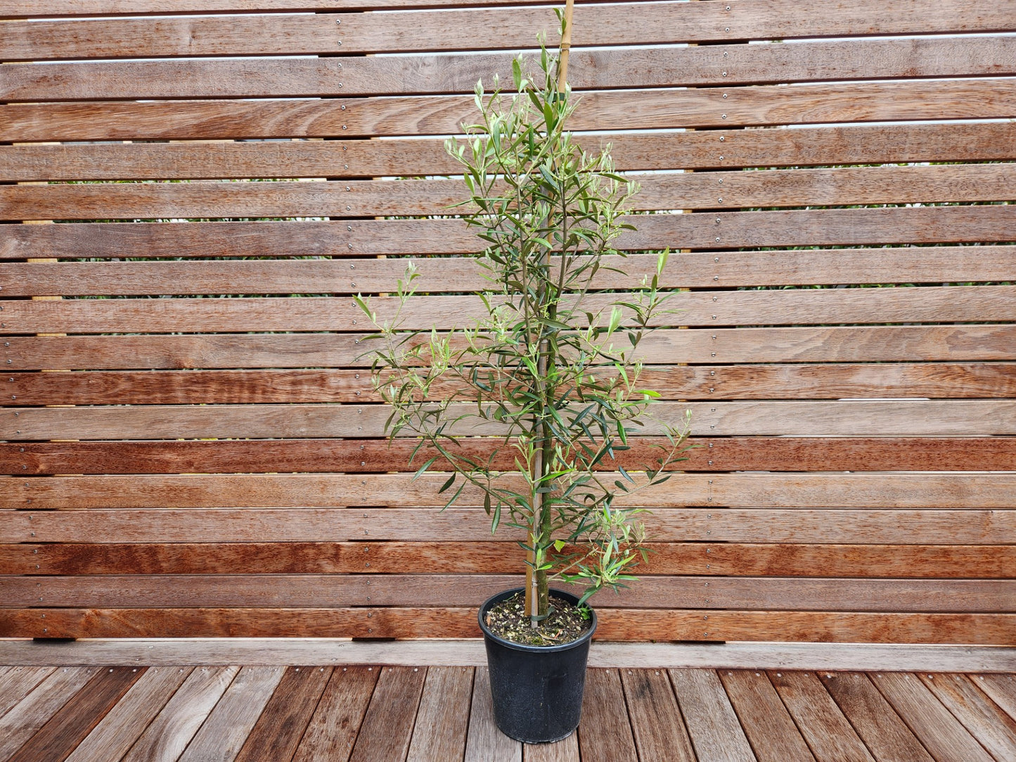 Olive El Greco (Olea europaea)