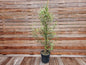 Olive El Greco (Olea europaea)