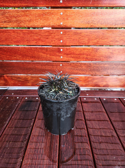 Ophiopogon planiscapus (Black Mondo Grass)