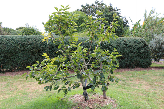 Persimmon ‘Fuyu’