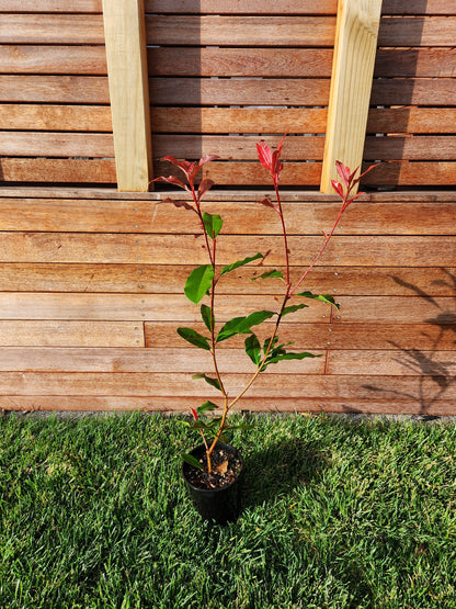 Photinia Red Robin