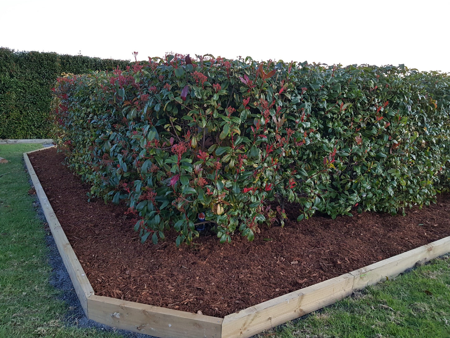 Photinia Red Robin