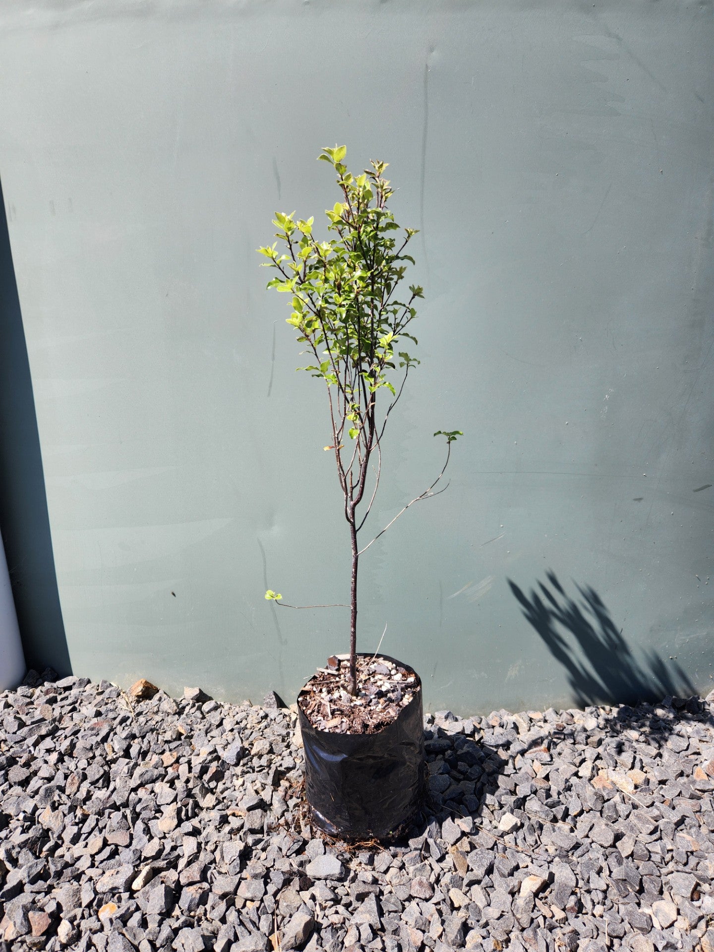 Pittosporum Tenuifolium (Kohuhu) PB12
