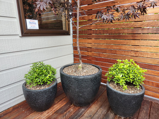 Pittosporum Pom Pom