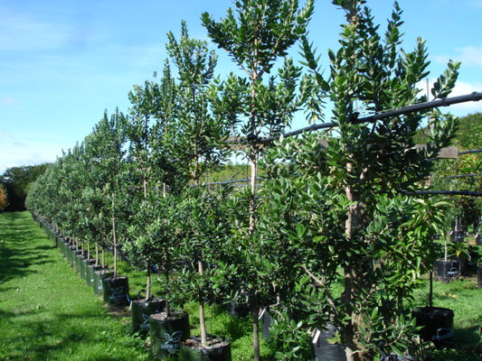 Pohutukawa Maori Princess