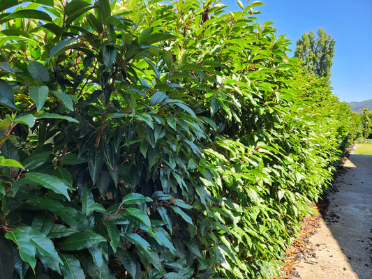 Portuguese Laurel (Prunus lusitanica)