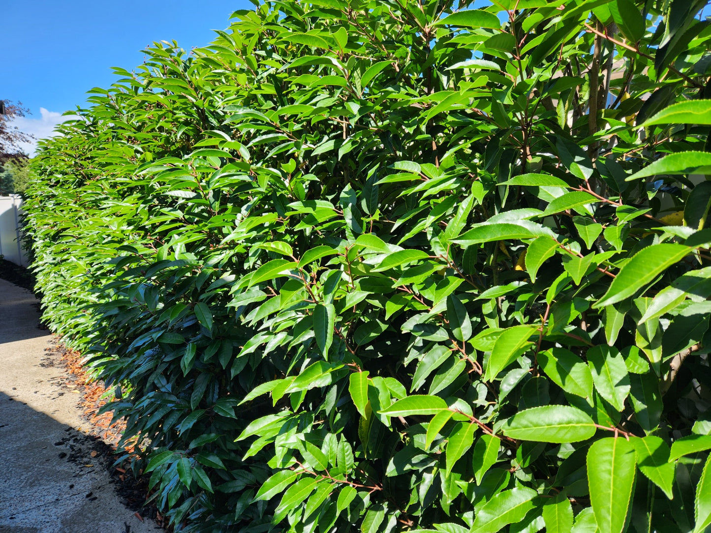 Portuguese Laurel (Prunus lusitanica)
