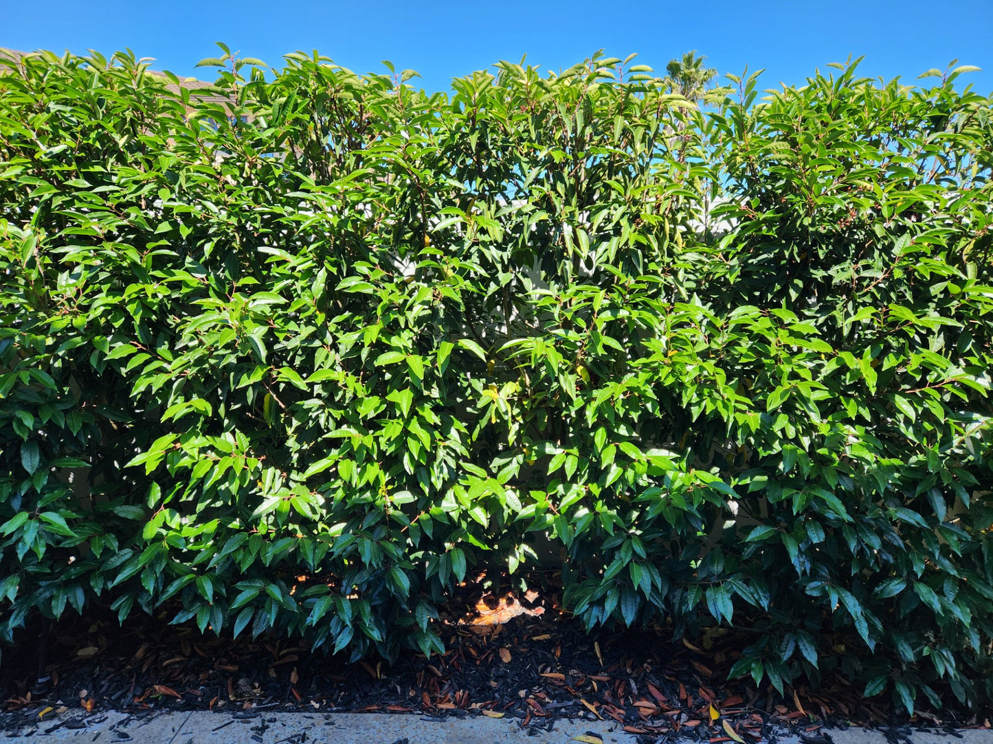 Portuguese Laurel (Prunus lusitanica)