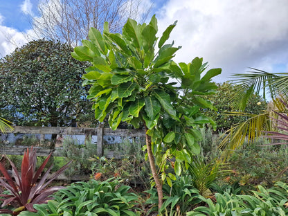 Meryta sinclairii (NZ Native Puka)