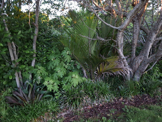 Rhopalostylis sapida (Nikau Palm)