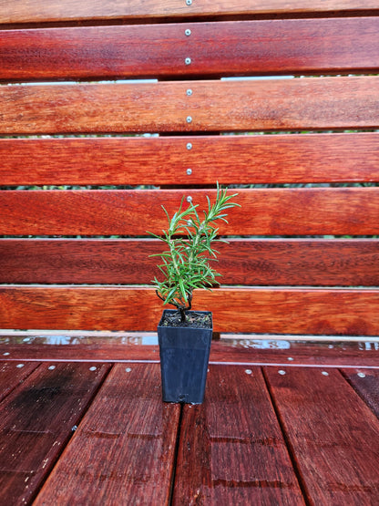 Rosemary Lockwood De Forest