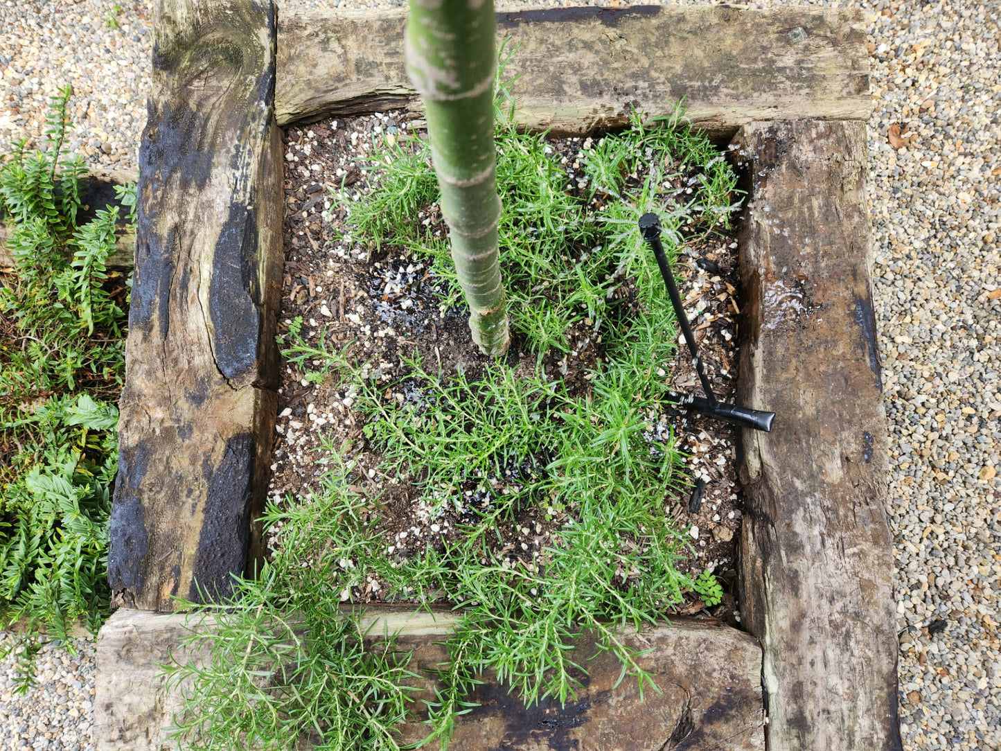 Rosemary Lockwood De Forest