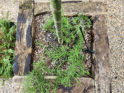 Rosemary Lockwood De Forest