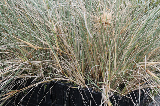 Spinifex sericeus (Kowhangatara)