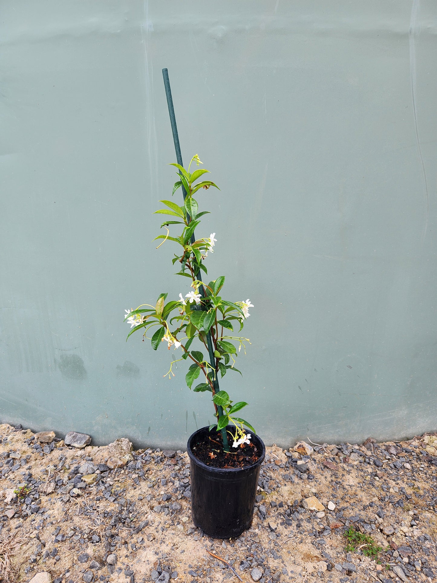 Star Jasmine (Trachelospermum jasminoides)
