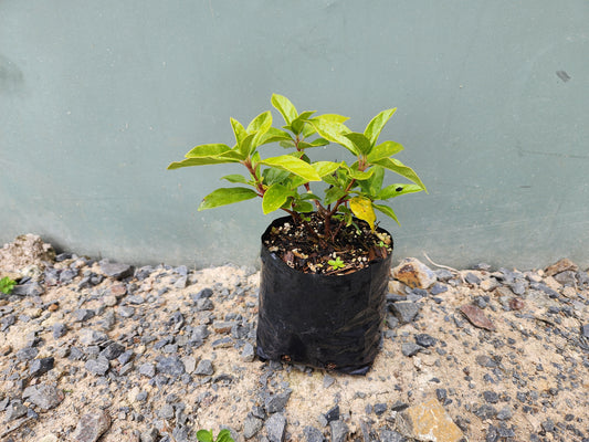 Viburnum Eve Price