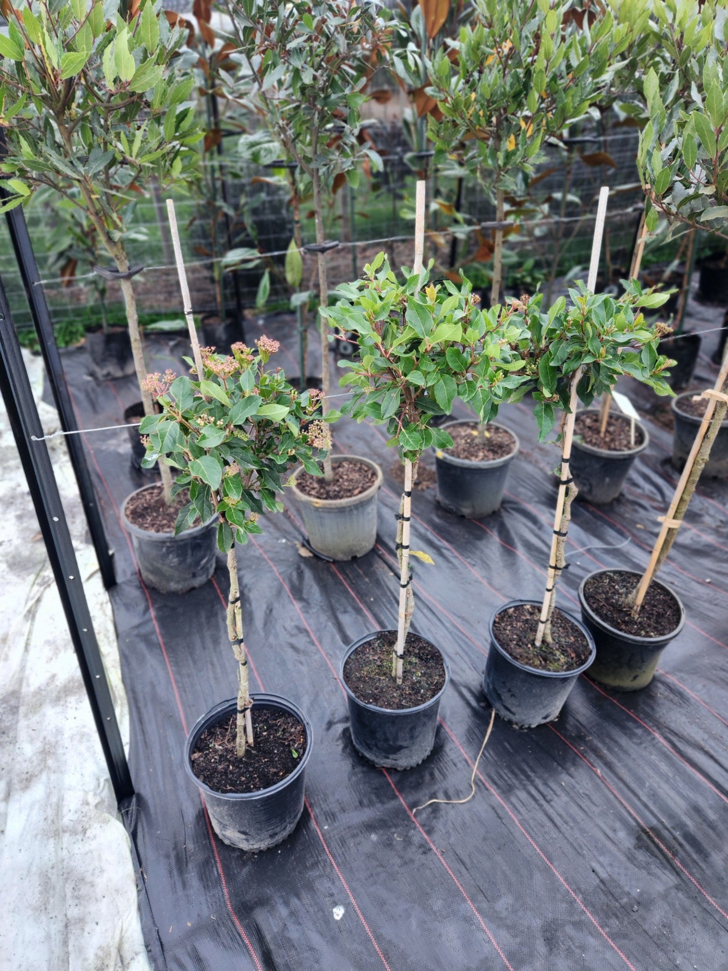Viburnum Eve Price - Standard Topiary