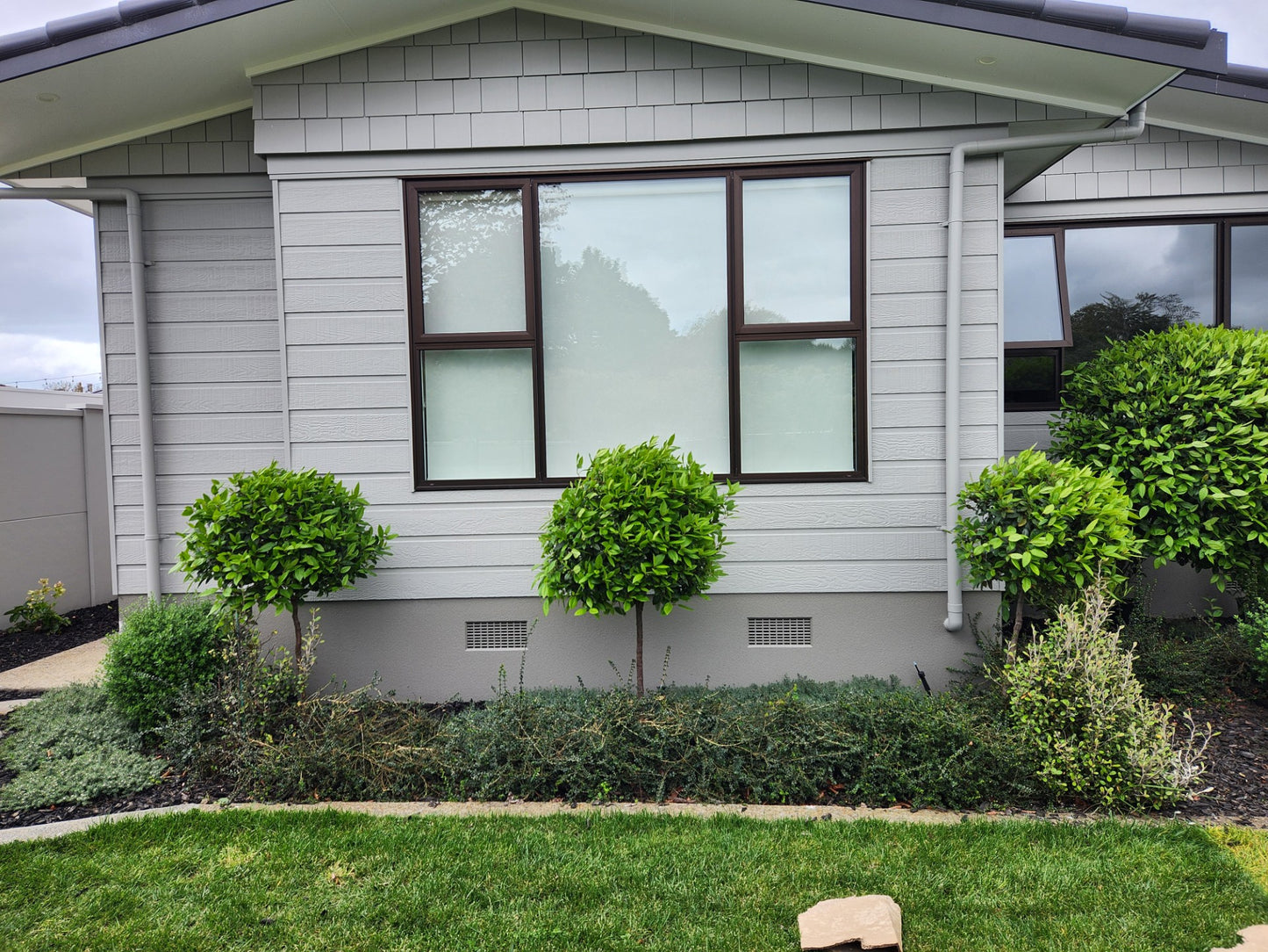 Viburnum Eve Price - Standard Topiary