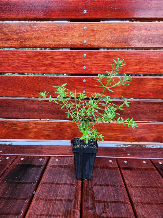 Westringia Zena