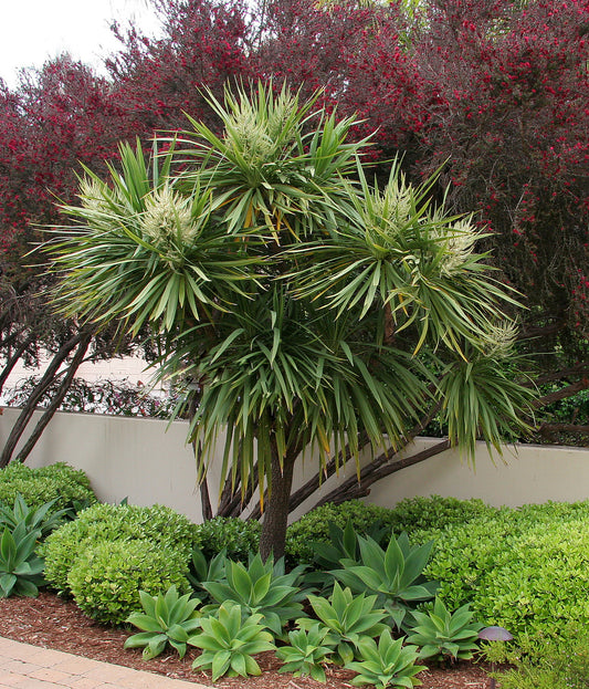 Cordyline australis (Cabbage Tree)