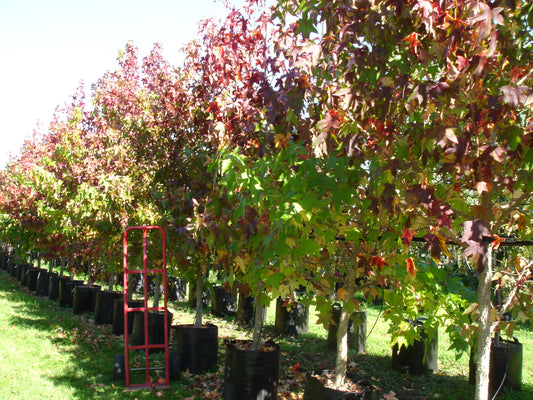 Liquidambar styraciflua ‘Lane Roberts’
