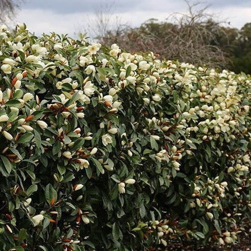 Michelia Velvet and Cream