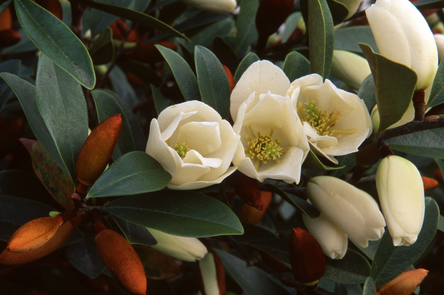 Michelia Velvet and Cream