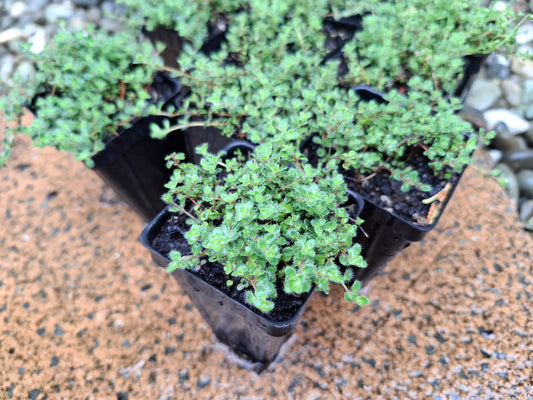 Thymus pseudolanuginosus (Woolly Thyme)