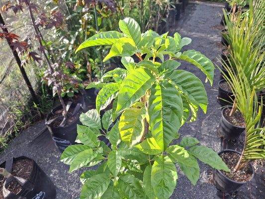 Pūriri (Vitex lucens)