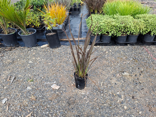 Jack Spratt Flax (Phormium ‘Jack Spratt’)